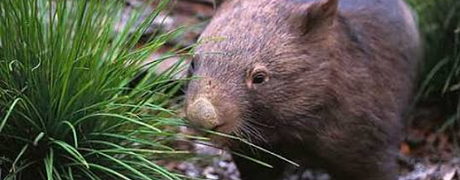 Wombat Discovery Tours 